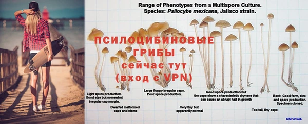 PSILOCYBIN Снежинск